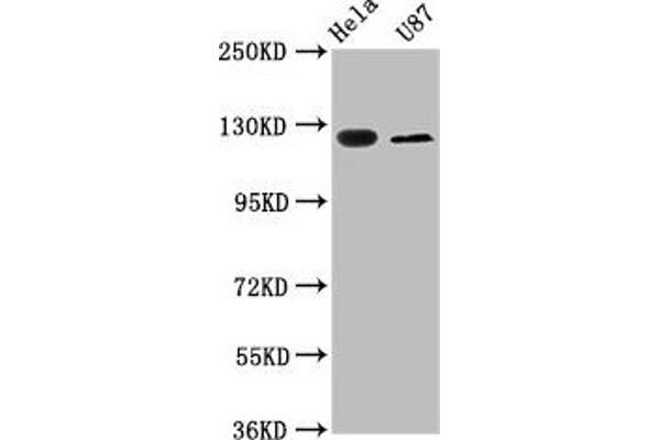 NBC4 anticorps  (AA 1071-1137)