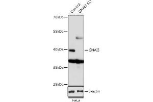 Western blot analysis of extracts from normal (control) and GN knockout (KO) HeLa cells, using GN antibody (ABIN6132024, ABIN6141204, ABIN6141206 and ABIN7101418) at 1:1000 dilution. (GNAI3 antibody  (AA 1-354))