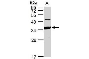 WB Image Sample(30 ug whole cell lysate) A:HeLa S3, 12% SDS PAGE antibody diluted at 1:1000