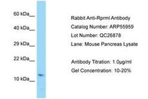 Image no. 1 for anti-Reprimo-Like (RPRML) (AA 41-90) antibody (ABIN6749936) (RPRML antibody  (AA 41-90))