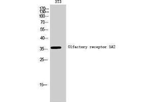 Western Blotting (WB) image for anti-Olfactory Receptor, Family 5, Subfamily A, Member 2 (OR5A2) (C-Term) antibody (ABIN3186144) (OR5A2 antibody  (C-Term))
