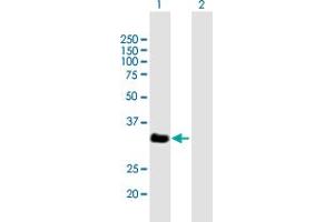 Western Blot analysis of VGLL2 expression in transfected 293T cell line by VGLL2 MaxPab polyclonal antibody. (VGLL2 antibody  (AA 1-317))