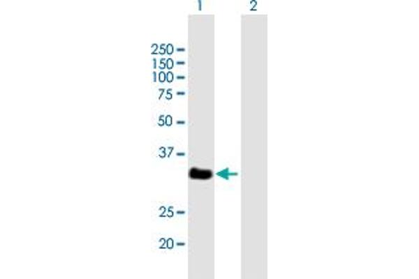 VGLL2 antibody  (AA 1-317)