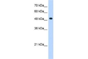 WB Suggested Anti-SEPT6(septin 6) Antibody Titration:  1. (Septin 6 antibody  (Middle Region))
