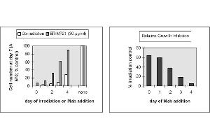 Figure 1. (Transferrin Receptor antibody  (Biotin))