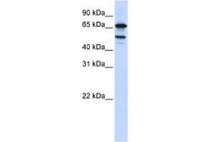 Image no. 1 for anti-Splicing Factor 4 (SF4) (AA 540-589) antibody (ABIN6740713)