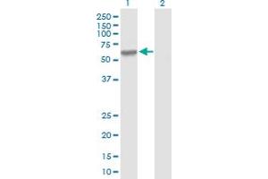 Western Blot analysis of MMP3 expression in transfected 293T cell line by MMP3 MaxPab polyclonal antibody. (MMP3 antibody  (AA 1-477))