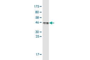 Western Blot detection against Immunogen (45. (SPATA19 antibody  (AA 1-167))