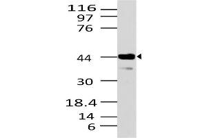 Image no. 1 for anti-STE20-Related Kinase Adaptor beta (STRADB) (AA 150-415) antibody (ABIN5027023) (STRADB antibody  (AA 150-415))