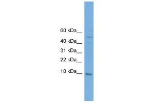 COX7B antibody used at 1 ug/ml to detect target protein. (COX7B antibody  (N-Term))