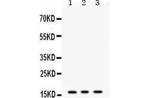 Western Blotting (WB) image for anti-Microsomal Glutathione S-Transferase 1 (MGST1) (AA 42-75), (N-Term) antibody (ABIN3042364)