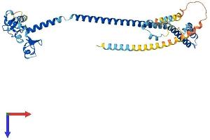 AlphaFold protein structure predicition of Human Recombinant TRIM13 Protein, UniprotID O60858 (TRIM13 Protein (AA 1-407) (His tag))