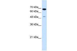 Western Blotting (WB) image for anti-Premelanosome Protein (PMEL) (N-Term) antibody (ABIN2782746)