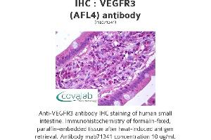 Image no. 1 for anti-Fms-Related Tyrosine Kinase 4 (FLT4) antibody (ABIN1724128) (FLT4 antibody)