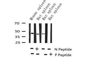 Western blot analysis of Phospho-CCR5 (Ser336) expression in various lysates (CCR5 antibody  (pSer336))
