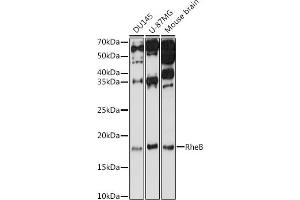 Western blot analysis of extracts of various cell lines, using RheB antibody (ABIN3021601, ABIN3021602, ABIN3021603 and ABIN6215341) at 1:1000 dilution. (RHEB antibody  (AA 1-184))