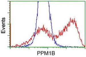 HEK293T cells transfected with either RC212918 overexpress plasmid (Red) or empty vector control plasmid (Blue) were immunostained by anti-PPM1B antibody (ABIN2454548), and then analyzed by flow cytometry. (PPM1B antibody)
