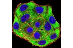 Immunofluorescence analysis of Hela cells using UFD1L mouse mAb (green).