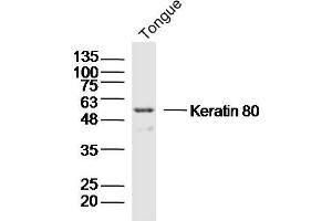 Mouse tongue lysates probed with Keratin 80 Polyclonal Antibody, Unconjugated  at 1:300 dilution and 4˚C overnight incubation.