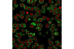 Immunofluorescence (IF) image for anti-Protein tyrosine Phosphatase, Receptor Type, C (PTPRC) antibody (ABIN6940448)
