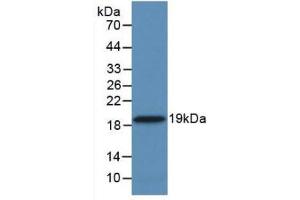 Figure. (PPIA antibody  (AA 2-165))