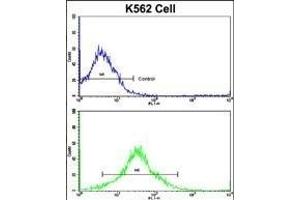 Flow cytometric analysis of K562 cells using P19 Antibody (C-term)(bottom histogram) compared to a negative control cell (top histogram). (MMP19 antibody  (C-Term))