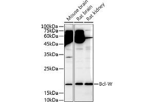 Western blot analysis of extracts of various cell lines, using Bcl-W antibody (ABIN3021580, ABIN3021581, ABIN3021582 and ABIN6215267) at 1:1000 dilution. (BCL2L2 antibody  (AA 1-193))
