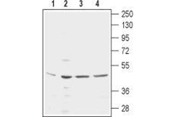 KCNN4 antibody  (3rd Extracellular Loop, Extracellular Loop)