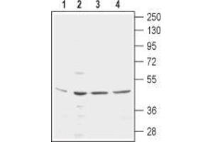 KCNN4 antibody  (3rd Extracellular Loop, Extracellular Loop)