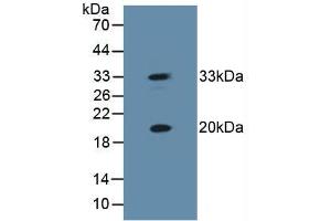 Figure. (HSPB2 antibody  (AA 12-182))