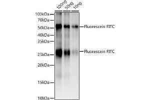 The Fluorescein FITC rabbit monoclonal antibody (ABIN7267219) are tested in Western blot against FITC Goat Anti-Mouse IgG (H+L),Secondary antibody: HRP Goat Anti-Rabbit IgG (H+L) (ABIN1684268 and ABIN3020597) at 1:10000 dilution. (FITC antibody)