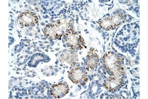 Immunohistochemistry (IHC) image for anti-Apoptosis-Inducing Factor, Mitochondrion-Associated, 1 (AIFM1) (N-Term) antibody (ABIN926855)