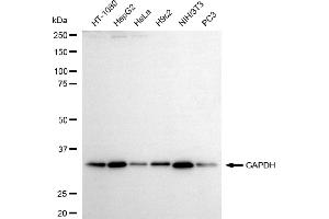 Western blotting analysis using GAPDH antibody (ABIN7798768). (Recombinant GAPDH antibody)