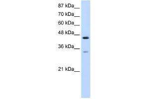 WB Suggested Anti-SF3B4 Antibody Titration:  0.