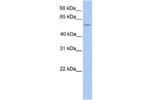 Western Blotting (WB) image for anti-LIM Domains Containing 1 (LIMD1) antibody (ABIN2459431) (LIMD1 antibody)