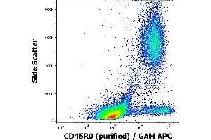 CCL20 antibody