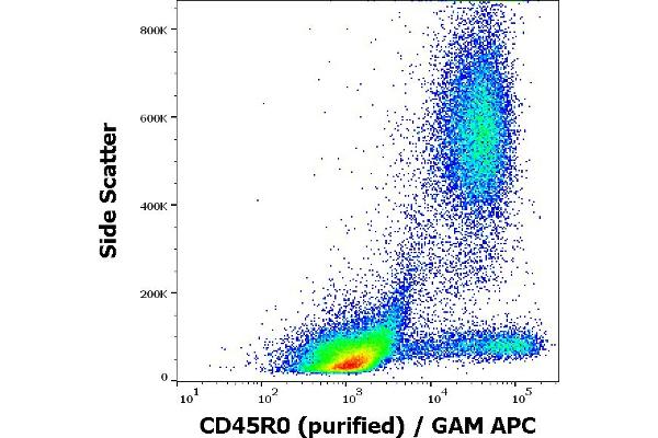 CCL20 antibody