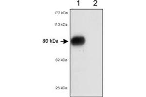 Western blot analysis of Scarb1/Scarb2 in 80 ug of total mouse liver lysates using Scarb1/Scarb2 polyclonal antibody . (SCARB1 antibody)