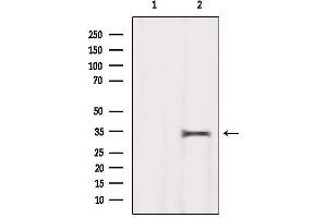 Western blot analysis of extracts from Hela, using MEST Antibody. (MEST antibody  (C-Term))