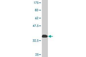 Western Blot detection against Immunogen (36. (MED26 antibody  (AA 501-600))