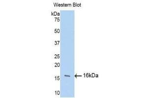 Western Blotting (WB) image for anti-Fibroblast Growth Factor 13 (FGF13) (AA 108-227) antibody (ABIN1175861) (FGF13 antibody  (AA 108-227))