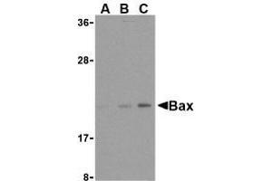 Western blot analysis of Bax in HL-60 cell lysates with AP30125PU-N Bax antibody at (A) 1, (B) 2, and (C) 4 μg/ml. (BAX antibody  (N-Term))