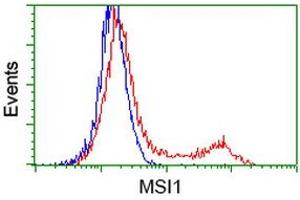 HEK293T cells transfected with either RC215992 overexpress plasmid (Red) or empty vector control plasmid (Blue) were immunostained by anti-MSI1 antibody (ABIN2454237), and then analyzed by flow cytometry. (MSI1 antibody)