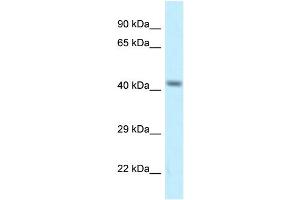 WB Suggested Anti-Cacng8 Antibody   Titration: 1. (CACNG8 antibody  (Middle Region))