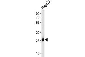Western Blotting (WB) image for anti-Sirtuin 3 (SIRT3) antibody (ABIN3002564)