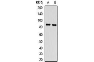 Western blot analysis of L3MBTL3 expression in Hela (A), mouse spleen (B) whole cell lysates. (L3MBTL3 antibody)