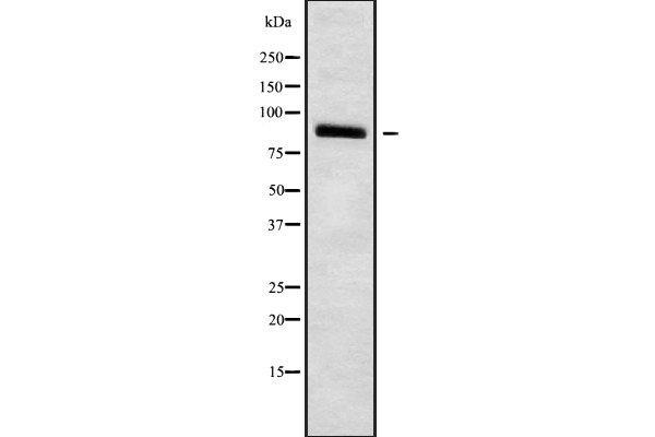 HCN3 antibody  (C-Term)