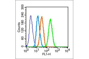 Hela cells probed with Connexin 43 Polyclonal Antibody, unconjugated  at 1:100 dilution for 30 minutes compared to control cells (blue) and isotype control (orange) (Connexin 43/GJA1 antibody  (AA 211-260))