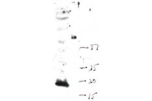 Western Blot of Rabbit anti-Histone H3 K4Me1 antibody. (Histone 3 antibody  (H3K4me))