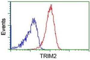 Image no. 2 for anti-Tripartite Motif Containing 2 (TRIM2) (AA 1-100), (AA 645-744) antibody (ABIN1490540) (TRIM2 antibody  (AA 1-100, AA 645-744))